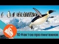 10 ФАКТОВ ПРО ПИНГВИНОВ | Почему пингвины не летают?
