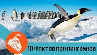 видео Где живут пингвины?