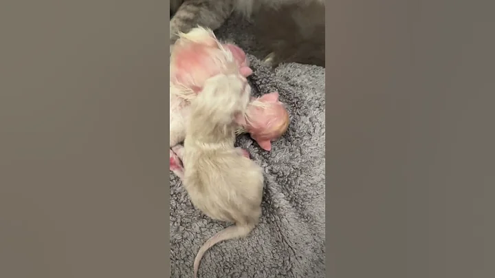 Watch the video about Ragdoll cat looking at her newborns