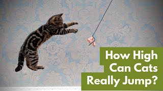 How High Can Cats Really Jump? Unveiling Their Incredible Jumping Heights! by Cats Globe 189 views 1 month ago 2 minutes, 14 seconds