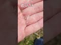 エイリアンの卵を発見?! 中身がやばすぎるwwwww #shorts #エイリアンの卵