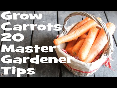 Video: Är Potaska bra för morötter?