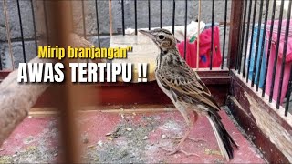 JANGAN TERKECOH‼️BANYAK OKNUM YANG MENAMAI BURUNG INI BRANJANGAN,HOAX‼️@KangarifPantau