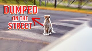 Dog ABANDONED BY HER FAMILY on the streets.. then A MIRACLE HAPPENED !