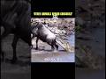 Last Animal...🙄💀 #wildlife #animals #trending #crocodile #catfunny #usa #ytshorts #shorts