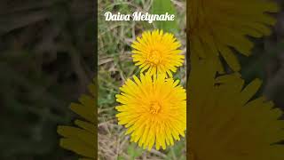 Dviese #reels #nature #coldseason #shortvideos #flowers #wintertree #garden #tree #spring #travel