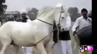 ყველაზე ჭკვიანი  ცხენები   მსოფლიოში /ლეზგინკა