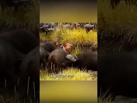 Буйволы отомстили льву за собрата.