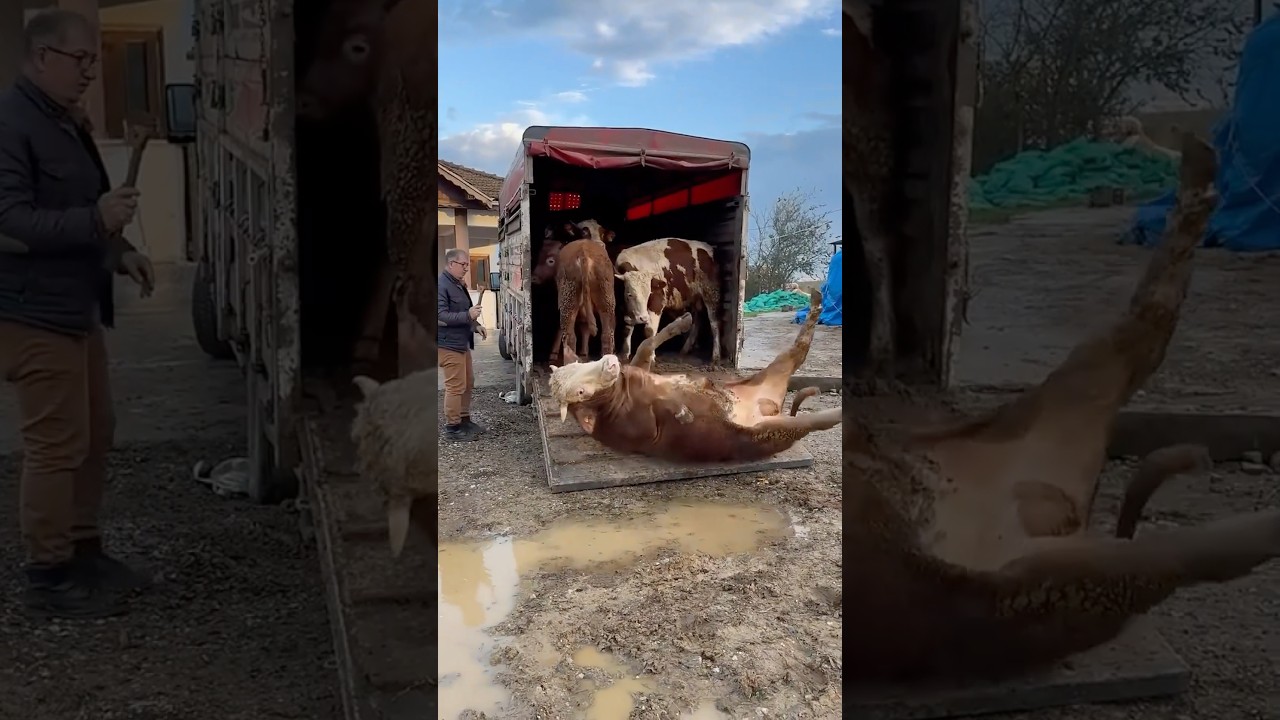 Llegaron las vacas ๐๐๐#humor #comedia #viral