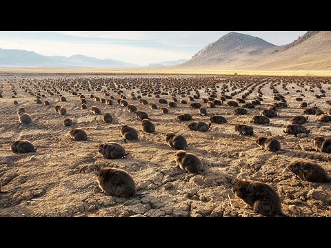 Видео: Вот Что Случится с Пустыней, Если Забросить Туда Бобров