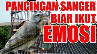 Pancingan Burung Sanger Agar Bunyi Ngerol Penuh Emosi