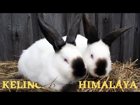 Video: Mini Lop