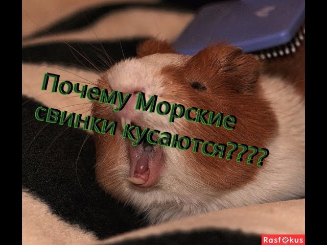 Почему морские свинки кусаются и как с этим бороться?