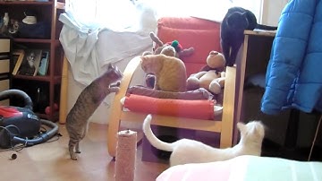 How cats react to Valerian | Is Valerian good for cats?