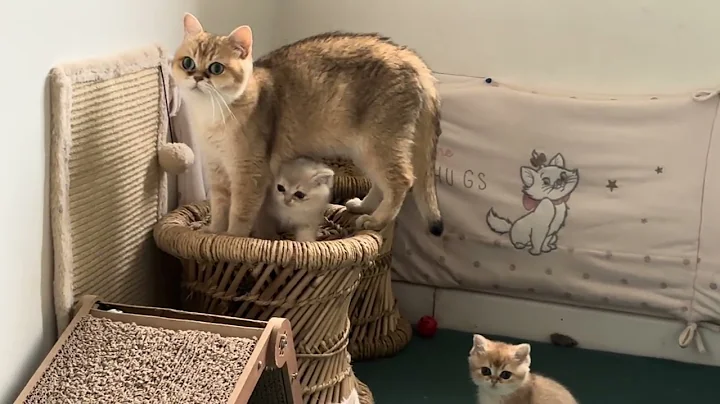 Video 10982191: tiny british shorthair kitten, british shorthair kittens playing, adorable british shorthair kitten, beautiful british shorthair kitten, baby cats cutest