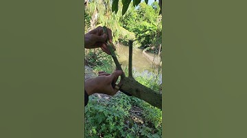 Kỹ thuật ghép xoài tại nhà rất đơn giản | Grafting DIY #25