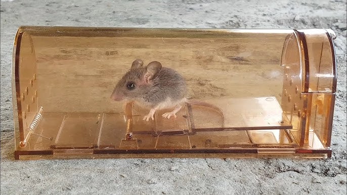 Billy Bob Mouse Trap: Humane Multi-Catch Mouse Trap!, 1 set - Harris Teeter