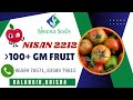 Sheena seeds  hybrid tomato nissan 2212  anand dharwa