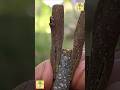 Whip and tongue grafting is a popular technique #grafting #agriculture #budding #garden