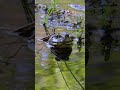 Frog Pond #shorts #frogs #frogpond #frog #nature #amphibians #nature