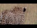 Cheetah full speed