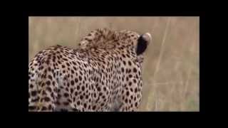 Cheetah full speed