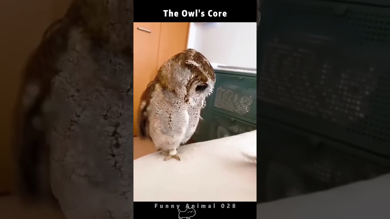 owl Amazon.com : Alpine Corporation 13