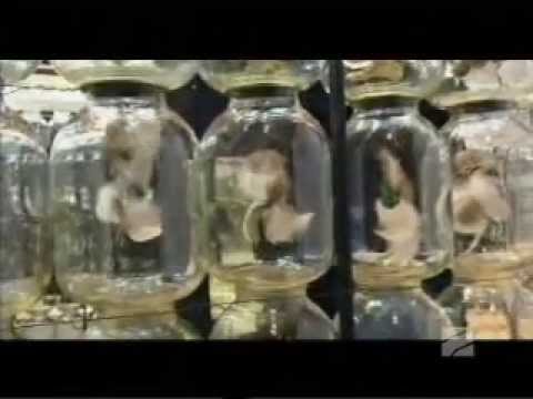 საქართველო ვენეციის ხელოვნების საერთაშორისო ბიენალეზე