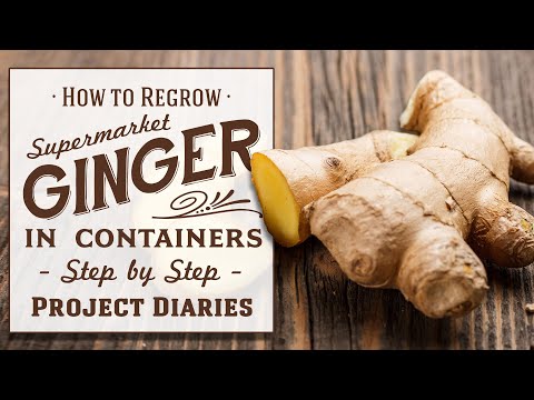 ★ How to Regrow Ginger from Store Bought in Containers (Step by Step Guide)