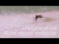 Life cycle of the mosquito aedes aegypti