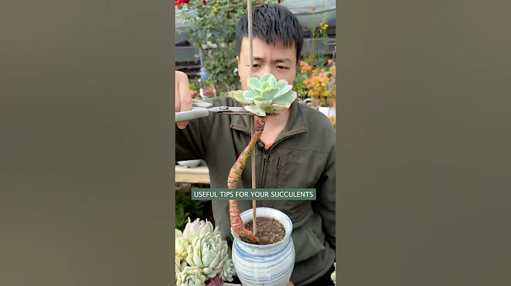 Succulent Plants for Beginners: Essential Care Secrets You NEED to Know | 다육이 | 多肉植物