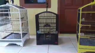 CJ Sirag Sarek Indra Tasikmalaya