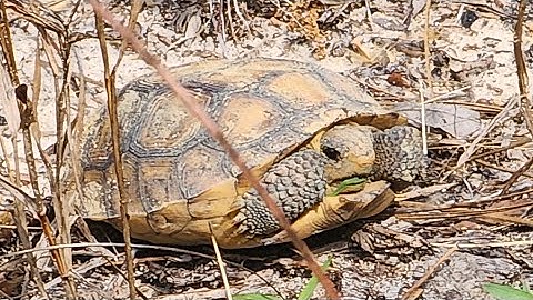 a gopher tortoise (Gopherus polyphemus) in situ