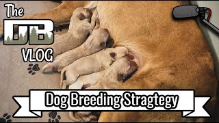 Cali Puppies Incoming! The Breeding Strategy Behind Our Newest Litter | Ep: #237 by DogBoneHunter 419 views 1 month ago 39 minutes