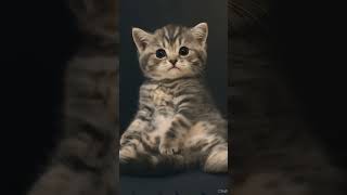 &quot;Ketika Kucing Sudah Nggak Tahan Sama Hidup 🤣&quot;#kitten #short #shorts