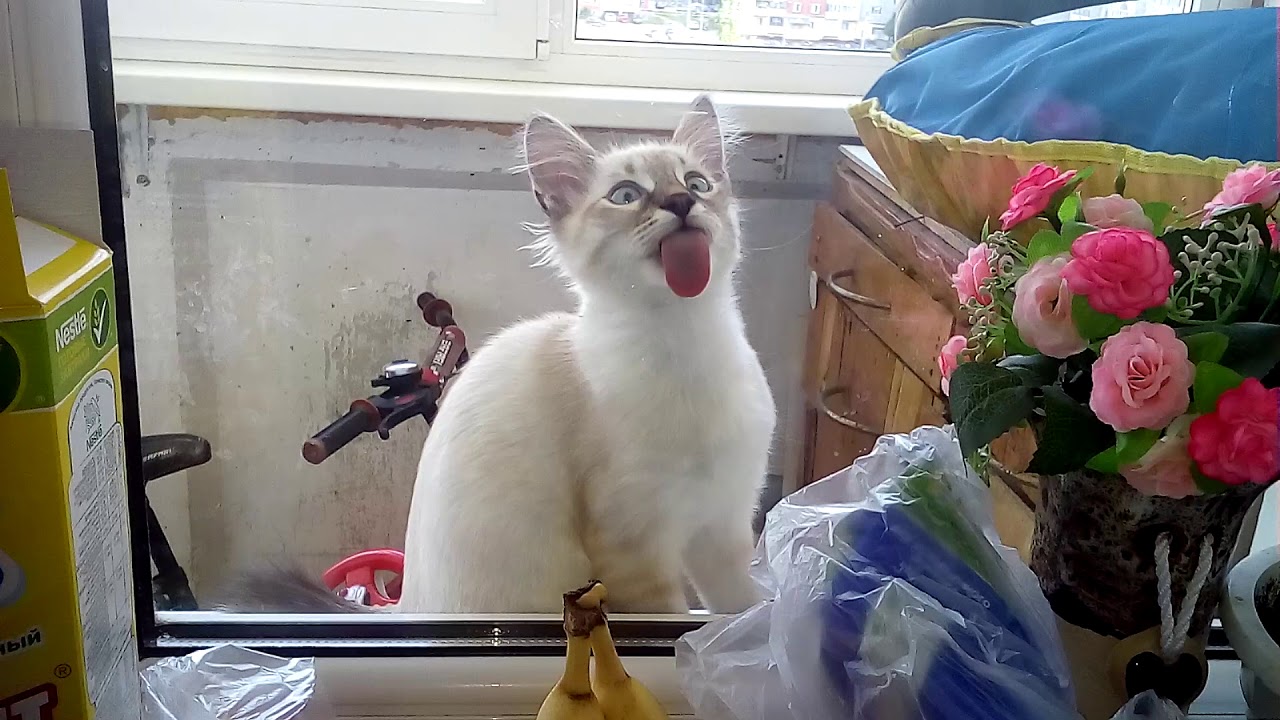 Кот в окне машины