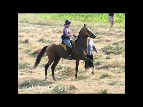 تصویری: نژاد اسب Akhal-Teke ضد حساسیت ، بهداشت و زندگی است