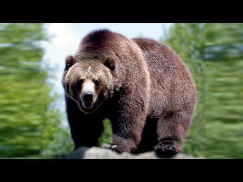 Video: Kodiak - sayyoradagi eng katta ayiq