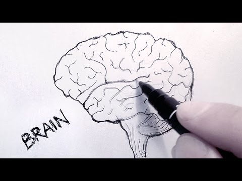 HOW TO DRAW A BRAIN - YouTube