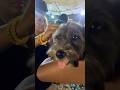 It S The Tongue That Got Me Shortvideos Cutedog Shortvideos It S The Tongue That Got Me Shortvideos Cutedog Shortvideos