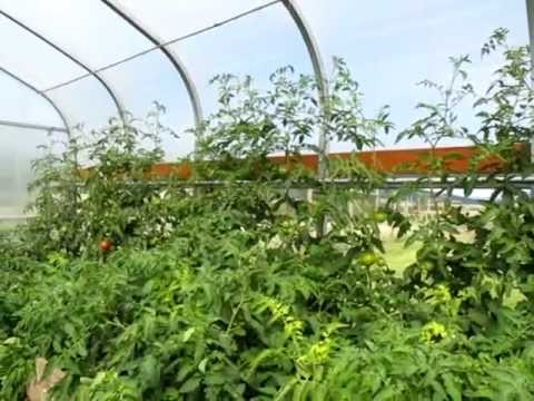 Video: Tomato Pillar