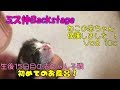 【子猫 保護10c】生後15日で初めてのお風呂とドライヤー【cute kitten 10c】