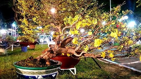 Hội Hoa Xuân Tao Đàn 2019 Có Gì Hấp Dẫn??? Xuân 2019