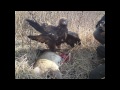Lov sa Surim Orlom 2011 [Full HD] (Hunting with Golden Eagle 2011)