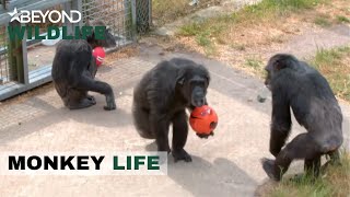S11E15 | The Bachelor Chimps Go Football Crazy | Monkey Life | Beyond Wildlife