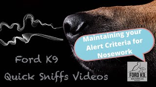 Maintaining your Alert for Nosework and Scentwork