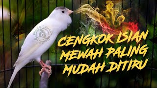 MUDAH DITIRU! MASTERAN KENARI GACOR ISIAN PRENJAK CIBLEK SIANG HARI