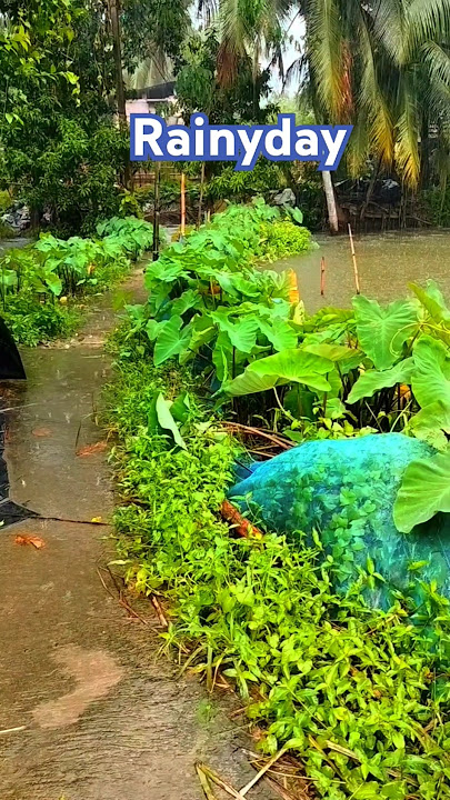 Baarish Main Tum #youtubeshorts #youtube #song #nature #baarish #rain
