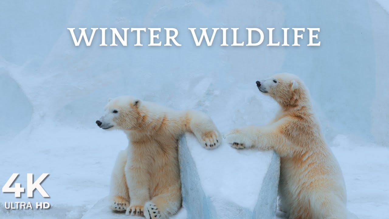 Winter Wildlife Symphony ❄️ | Relaxation Music & Snowy Sceneries