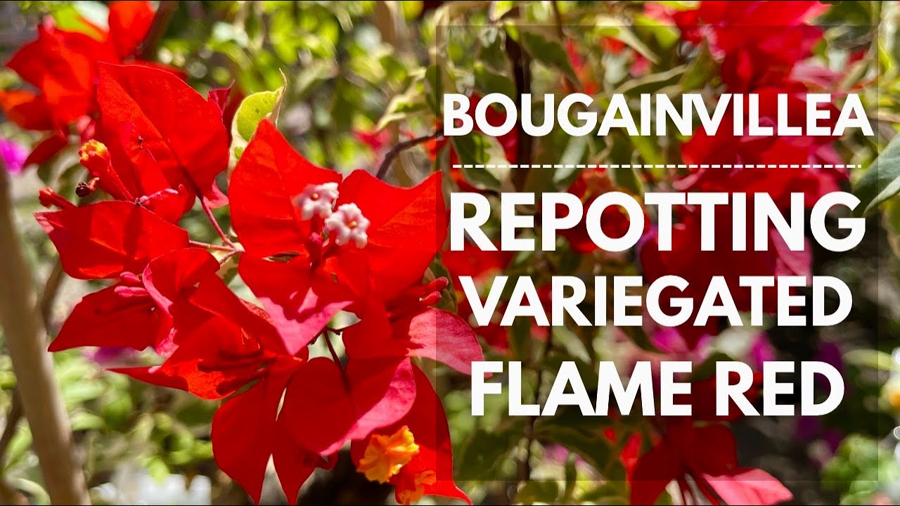REPOTTING OVER GROWN FLAME RED CHINA VARIEGATED BOUGAINVILLEA | Mikel Awitan